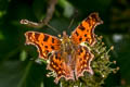 Himalayan Comma Nymphalis c-album