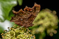 Himalayan Comma Nymphalis c-album