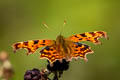 Himalayan Comma Nymphalis c-album
