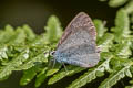 Holly Blue Celastrina argiolus brittana