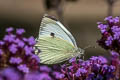 Large White Pieris brassicae brasssicae (Large Cabbage White)