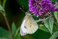 Large White Pieris brassicae brasssicae (Large Cabbage White)