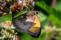 Meadow Brown Maniola jurtina insularis