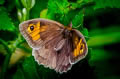 Meadow Brown Maniola jurtina insularis