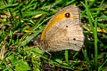 Meadow Brown Maniola jurtina insularis