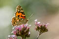 Painted Lady Vanessa cardui