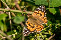Painted Lady Vanessa cardui