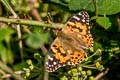 Painted Lady Vanessa cardui