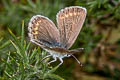 Silver-studded Blue Plebejus argus argus