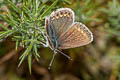 Silver-studded Blue Plebejus argus argus