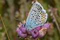 Silver-studded Blue Plebejus argus argus