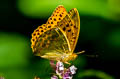 Silver-washed Fritillary Argynnis paphia paphia