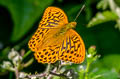 Silver-washed Fritillary Argynnis paphia paphia