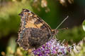 Small Tortoiseshell Aglais urticae urticae