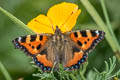 Small Tortoiseshell Aglais urticae urticae