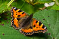 Small Tortoiseshell Aglais urticae urticae