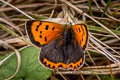 Small Copper Lycaena phlaeas eleus