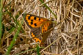 Small Copper Lycaena phlaeas eleus