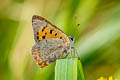 Small Copper Lycaena phlaeas eleus