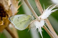 Small White Pieris rapae ssp.