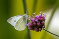 Small White Pieris rapae ssp.