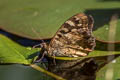 Speckled Wood Pararge aegeria tircis