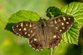 Speckled Wood Pararge aegeria tircis