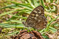 Speckled Wood Pararge aegeria tircis