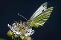 Veined White Pieris napi britannica (Green-veined White)