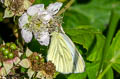 Veined White Pieris napi britannica (Green-veined White)