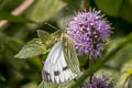 Veined White Pieris napi britannica (Green-veined White)