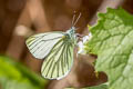 Veined White Pieris napi britannica (Green-veined White)