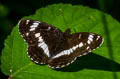 White Admiral Limenitis camilla camilla 