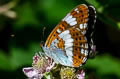 White Admiral Limenitis camilla camilla 