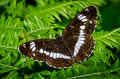 White Admiral Limenitis camilla camilla 