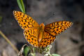 Callippe Fritillary Speyeria callippe ssp.