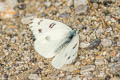 Checkered White Pontia protodice