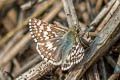 Common Checkered Skipper Pyrgus communis communis