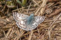 Common Checkered Skipper Pyrgus communis communis