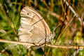 Common Ringllet Coenonympha california mono (California Ringlet)