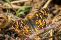 Field Crescent Phyciodes pulchella pulchella