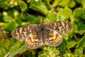 Field Crescent Phyciodes pulchella pulchella