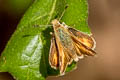 Fiery Skipper Hylephila phyleus phyleus