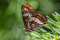 Lorquin's Admiral Limenitis lorquini lorquini