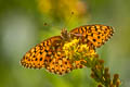 Mormon Fritillary Speyeria mormonia obsidiana