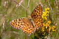 Mormon Fritillary Speyeria mormonia obsidiana