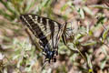 Pale Tiger Swallowtail Pterourus eurymedon (Pallid Swallowtail)