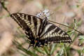 Pale Tiger Swallowtail Pterourus eurymedon (Pallid Swallowtail)