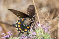 Red-spotted Purple Limenitis arthemis arizonensis (White Admiral)