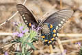 Red-spotted Purple Limenitis arthemis arizonensis (White Admiral)